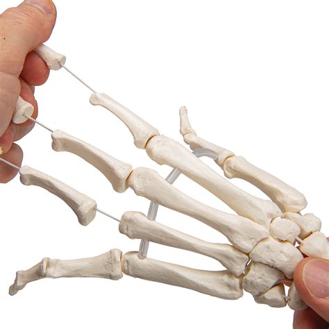 Human Hand Skeleton Model With Ulna And Radius Elastic Mounted String