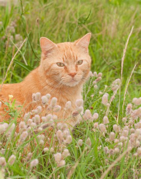 Cover with a light sprinkling of soil. Ginger Tabby Cat In Tall Grass Stock Photo - Image: 45324474