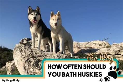 After the stump is gone, you will be able to give your baby a normal bath. How Often Should You Bathe a Husky? Husky Bathing Tips ...