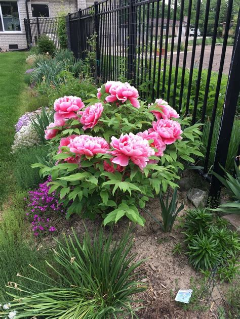 Some grow 10 feet high without support. Peonies forum: Moving a Tree Peony - Garden.org