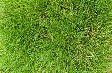 Lawn Spotlight Fescue Grass In Georgia Proactive Pest Control