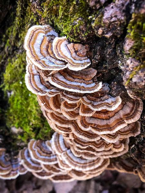 is this turkey tail r mycology