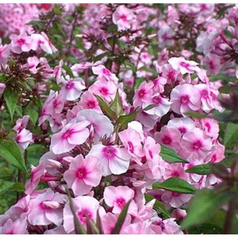 Phlox Paniculata Flame Pink Floks Wiechowaty Rośliny Od Ogrodnika