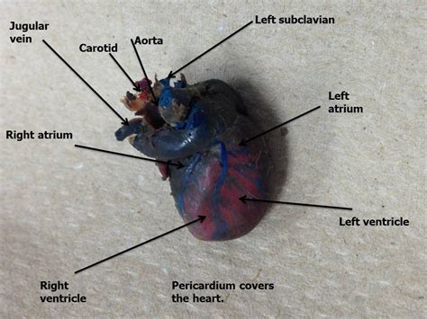 Cardiovascular Heart Rat Dissection