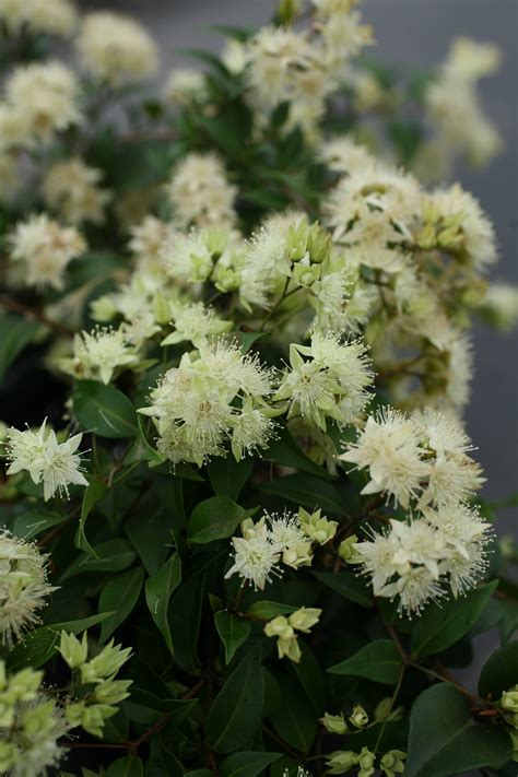 Backhousia Myrtifolia Mini Cini Australian Native Plant