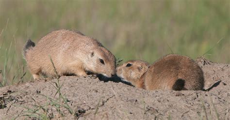 How Do Prairie Dogs Impact The Environment Prairie Dog Facts