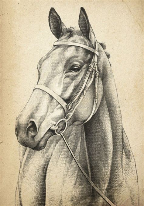 Simple Horse Head Drawing At Getdrawings Free Download