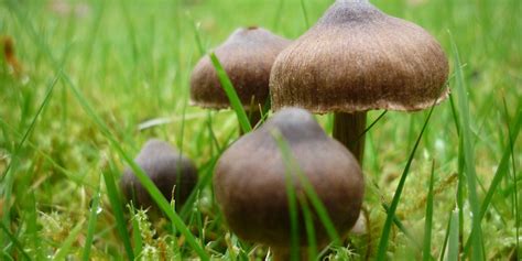 When your mushrooms are fully mature, pluck or cut them from their substrate. How To Stop Mushrooms From Growing In Lawn - All Mushroom Info