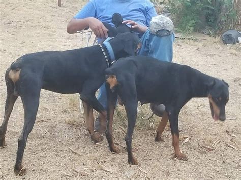 Look at pictures of doberman pinscher puppies in texas who need a home. Doberman Pinscher Puppies For Sale | San Antonio, TX #235369