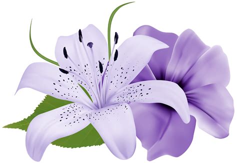 Purple Lily Clipart 20 Free Cliparts Download Images On Clipground 2022