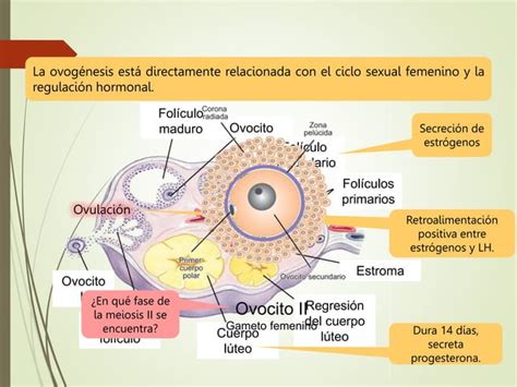 Anatomia Y Fisiología De Los Aparatos Reproductorespptx