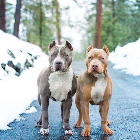 At clasepitbulls we produce dogs with xl muscular frames, high drive and excellent temperaments. @aboveallkennel When these two girls are together trouble is bound to happen #notsoinnocent # ...