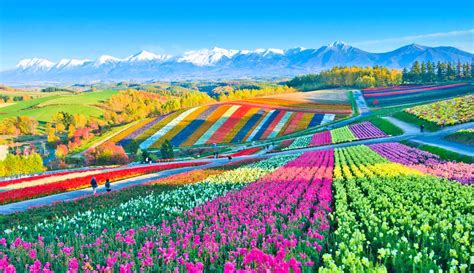 Spring Flowers In Japan When And Where To Go Top Tips