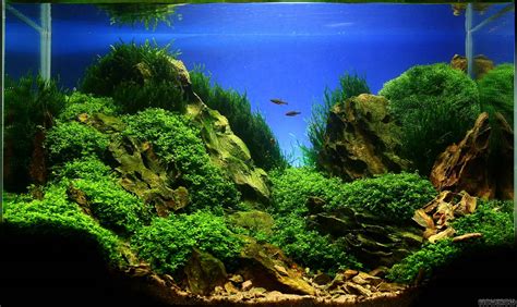 Make sure the structure is sturdy and won't tip or fall. Rocks - Flowgrow Aquascape/Aquarium Database