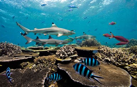 Teaching Idea Marine Ecosystems National Geographic Society