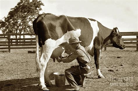 Young Boy Milking A Cow On One Legged Milking Stool Photograph By