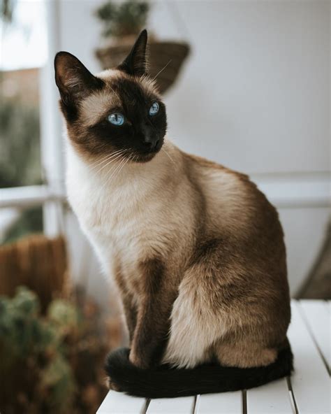 Know Your Feline Friends Meet The Chatty Siamese Cat