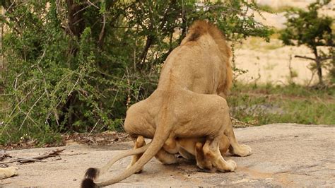 3 Male Lions Mate With 1 Lioness
