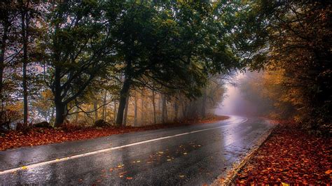 Nature Photography Landscape Wet Fall Road Mist Trees Leaves