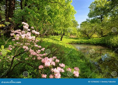 Spring Landscape With Pond Stock Photo Image Of Plant 15706262