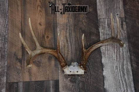 Whitetail Deer Antler Base For Sale Sku 1219 All Taxidermy