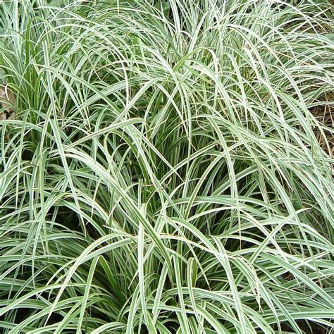 Carex Ice Dance Carex Ice Dance Ornamental Grasses Gardening