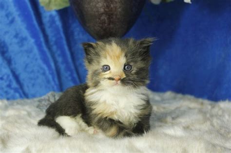 Scottish fold munchkin kittens for sale near me. Honey Bear - Black Calico Solid Female Ragdoll Kitten ...