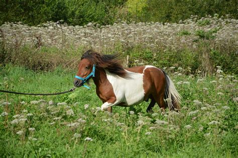 Download Free Photo Of Shetland Ponyrunhorse Brown Whiteprairiepre