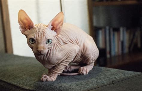 The Worlds Most Expensive Cat Breeds