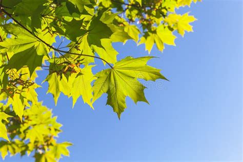 Green Maple Leaves Over Blue Sky Background Stock Photo Image Of