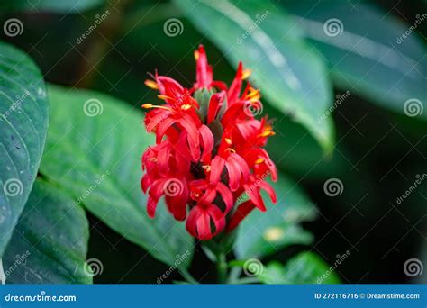Flower Of A Cardinals Guard Pachystachys Coccinea Stock Photo Image