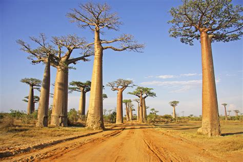 Baobab Allee 7 Foto And Bild Africa Madagascar Eastern