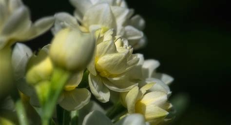 The family finally celebrates the flower shop's 50th anniversary. 4 groups of cool-season flowers