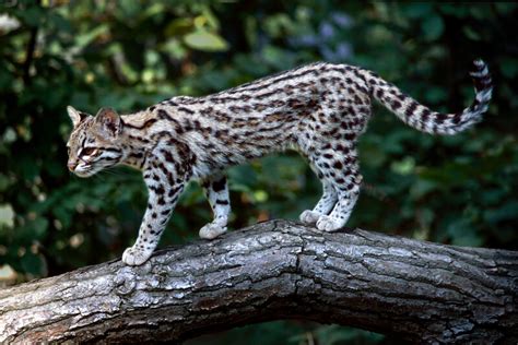 All 40 Species Of Wild Cats And Where To See Them In The Wild Atelier