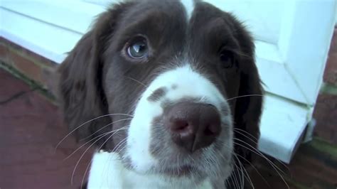 Located in central minnesota, we sell puppies and occasionally older springers and started dogs. English Springer Spaniel puppies ... - YouTube