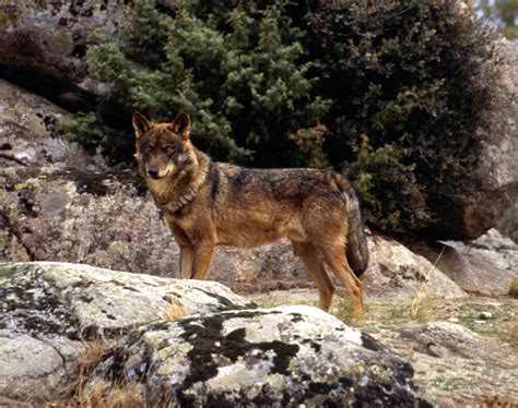 Male Iberian Wolf Jcblanco International Wolf Center