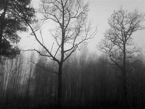 720p Free Download Depressing Forest Nature Dark Hd Wallpaper