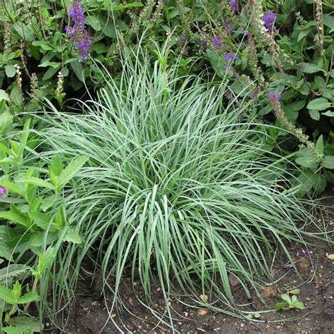 Carex Blue Zinger Sedge Grass For Sale Online Greener Earth Nursery