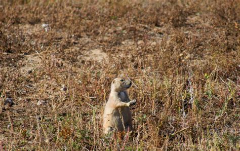 110 Prairie Dog Colony Stock Photos Pictures And Royalty Free Images