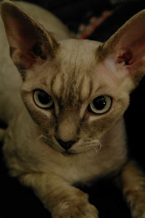 Do you like this video? The Operacats: Devon Rex