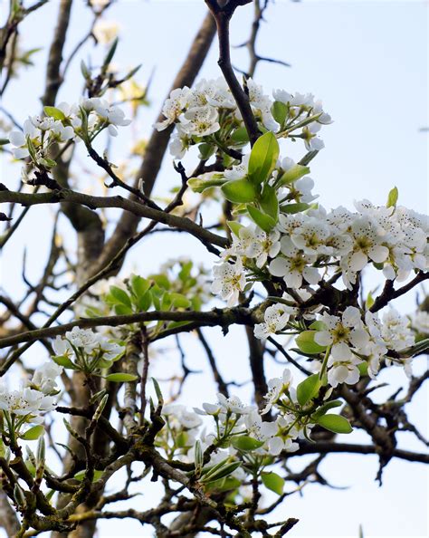 Free Images Nature Branch Blossom White Leaf Spring Produce