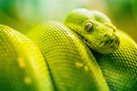 Boa Green Snake 5k Hd Animals 4k Wallpapers Images