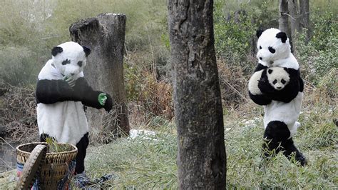 Saving The Pandas Means Dressing Like A Panda Racked Panda Save