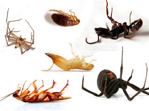 Advanced Pest Control Nelson Bay Port Stephens Termites And Cockroaches Removal What We Offer
