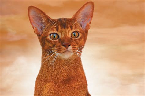All About The Abyssinian Cat Catster