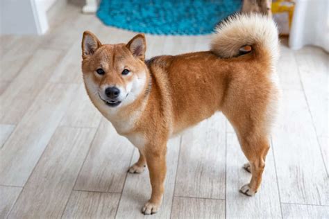 Do Shiba Inus Shed Taking Care Of Your Dogs Coat
