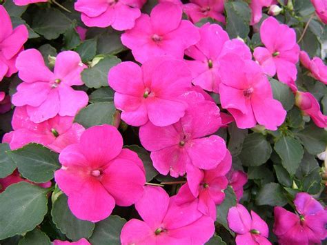 Shade Plants That Bloom All Summer For The Home Pinterest