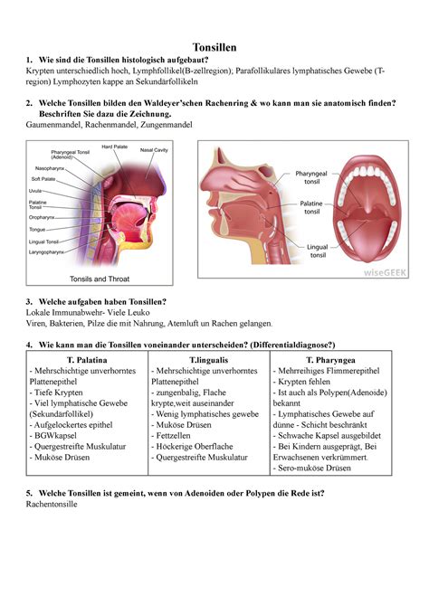 Lymphatische Organe Tonsillen Wie Sind Die Tonsillen Histologisch