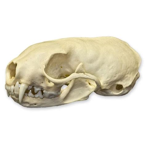 Real European Stoat Skull Stoat Animal Skulls Skull