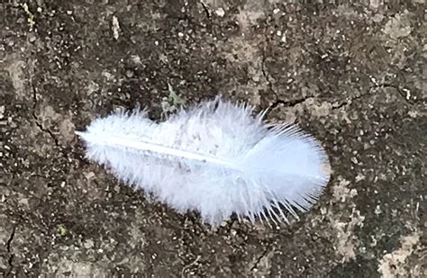 Feather On The Breath Of God